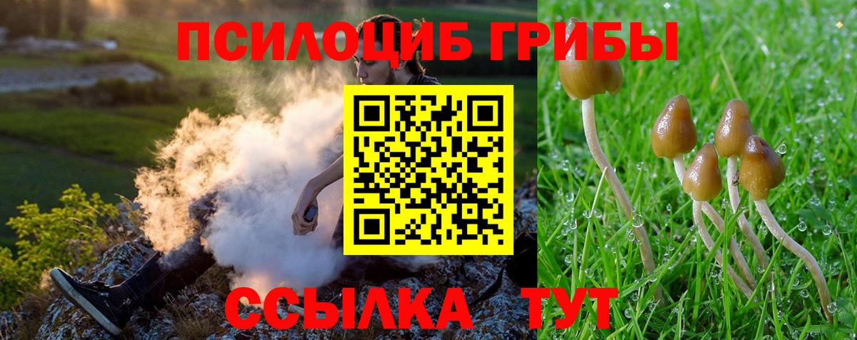 Галлюциногенные грибы Psilocybe Междуреченск